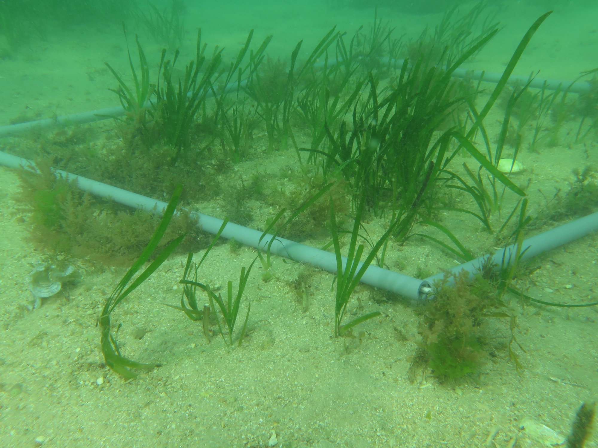 Seagrass Ecology