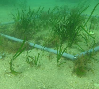 seagrass
